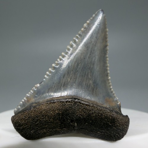 Dente squalo non - dente,