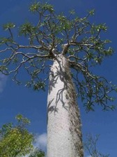 Pachypodium mikea, Madagascar