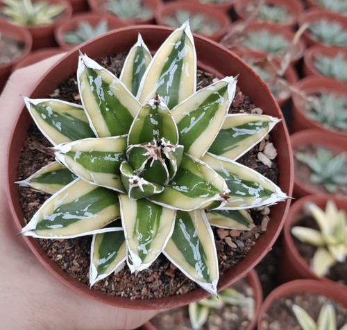 1pcs 13cm cactus - 1pcs, 8-13cm