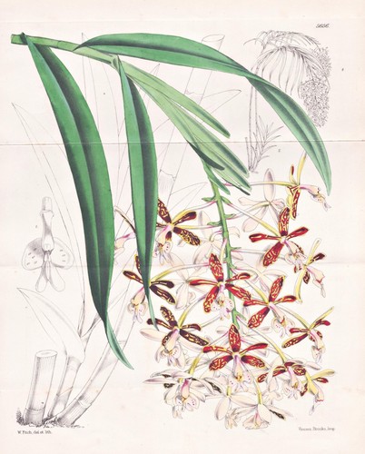 Epidendrum cnemidophorum - epidendrum,
