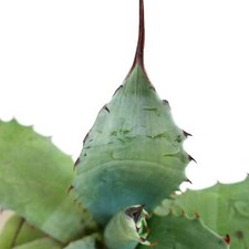 Agave cerulata X eborispina X ovatifolia Clone VERDE -