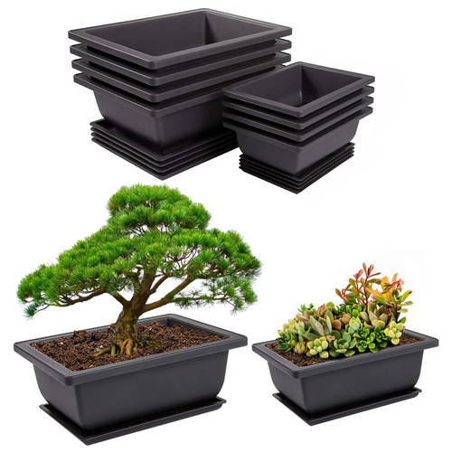 Pamase confezioni bonsai - confezioni,