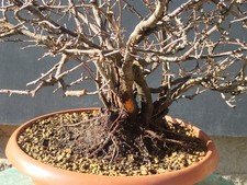 Pre Bonsai Carpino Nero