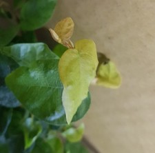 Ficus pumila figuier rampant - ficus,