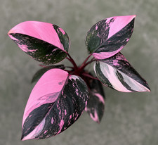 80001650 philodendron pink - 80001650,