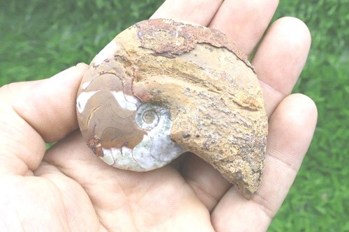 Pollici manticoceras - 2,3,