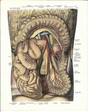 Stampa antica ANATOMIA
