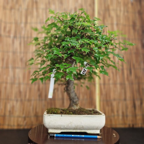 Bonsai acero bergerianum - bonsai,