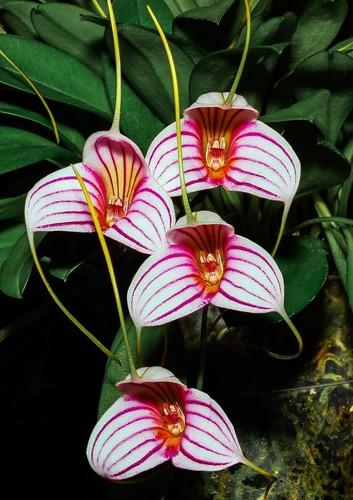 Pianta orchidea roccia - orchidea, di