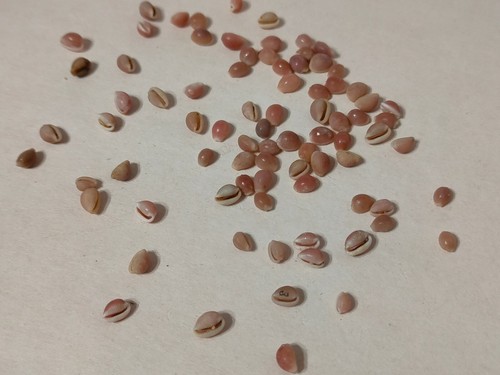 Conchiglia shell trivia - shell,