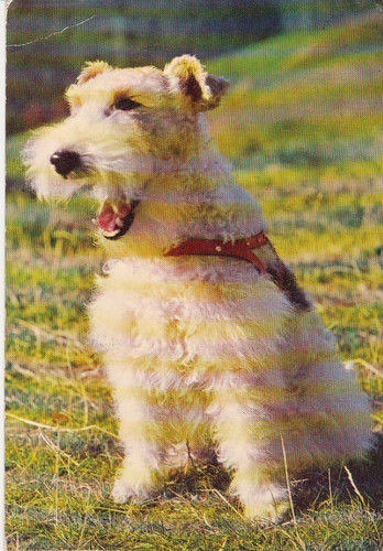 Cartolina fox terrier - cartolina,