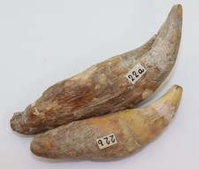 Orso delle caverne, Ursus