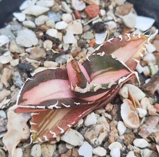 Raro Cactus Agave titanota