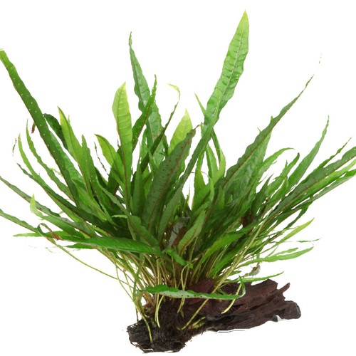 Microsorum pteropus javafarn - microsorum,