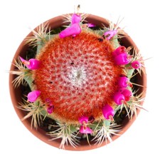 Melocactus matanzanus WITH