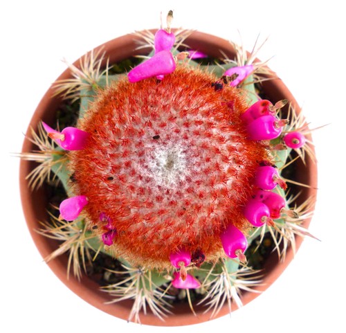 Melocactus matanzanus with - melocactus,