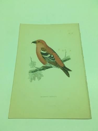 Stampe antiche uccelli rev - -,