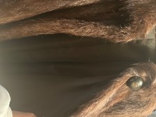 pelliccia vera di colore