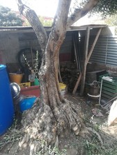 Albero d'Ulivo di anni 24.