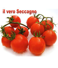 1000 Semi / Seeds POMODORO