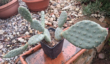 Opuntia aurea Golden Carpet
