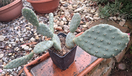 Opuntia aurea golden carpet - golden,