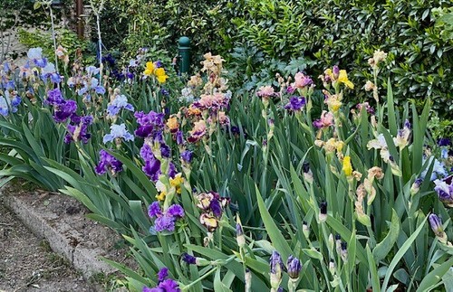 Iris germanica colori - iris,