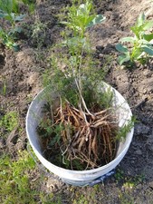 Piantine  è Semi di Asparagi Selvatici Di circa 3 Anni  +Omaggio