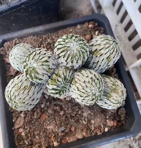 Sale 12cm pelecyphora - 12cm,