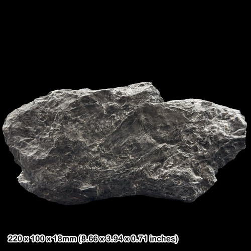 Sigillaria bark fossil - sigillaria,