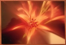 FOTOGRAFIA FOTO TEMATICA FIORI