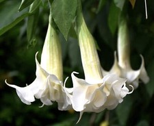 Brugmansia arborea - Tree