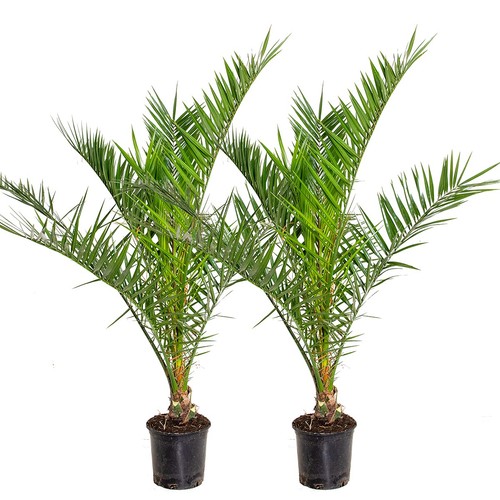 Phoenix canariensis palmier - canariensis,