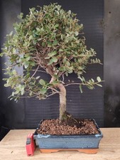 bonsai  quercia da sughero  h