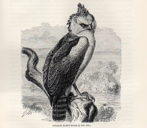 Stampa antica 1894 - antica,