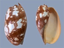 Volutidae, Melo amphora, Timor Sea, 155 mm, VERY NICE PATTERN