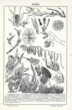 Stampa antica ALGHE Sargassum Fucus Pleurisigma Vauccheria 1942 Antique print