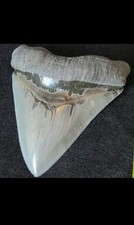 FOSSILE ORIGINALE-DENTE DI