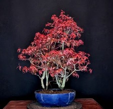 BONSAI DI ACERO ROSSO