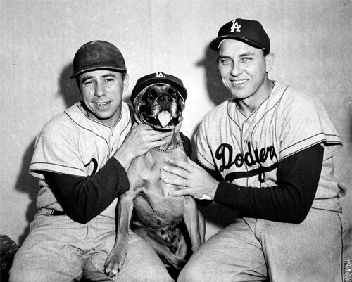 Los angeles dodgers pee wee - angeles,