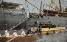 C4018) MARINA, IMBARCO DI QUADRUPEDI SU UNA NAVE 