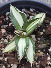 Rara Agave Cactus Baozhu F076
