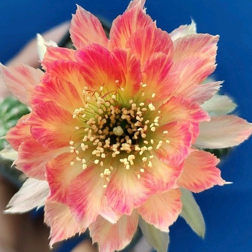 Lobivia hybrid fringed - lobivia, "fringed