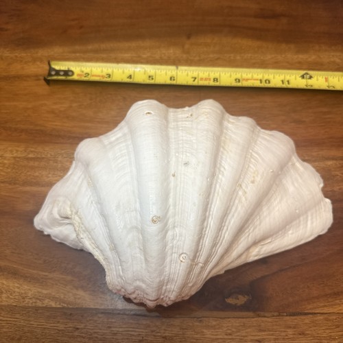 Grande originale ocean giant - grande,