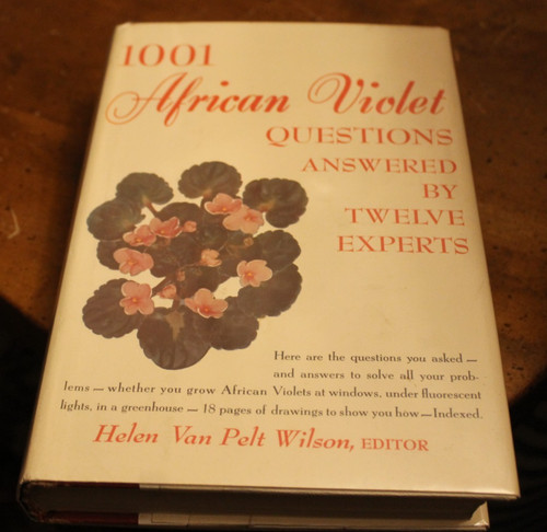 1001 african violet - african,