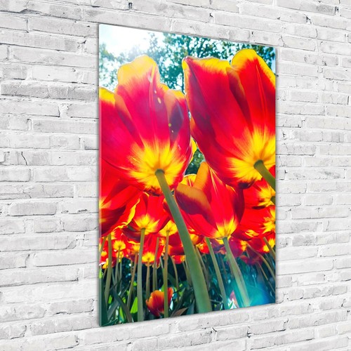 Tulup pittura vetro - tulup,