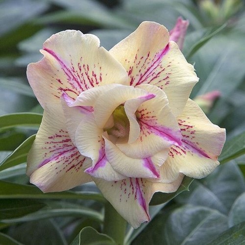 Semi adenium obesum - semi,