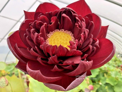 Semi loto rosso nero - semi,