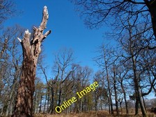 Photo 12x8 Larch Strip