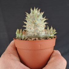 Pachypodium x densicaule